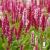 Persicaria affinis superba.jpg